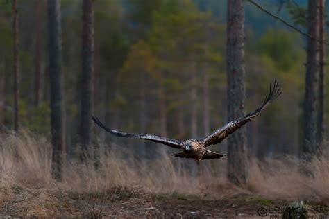 The Golden Eagle workshop | Lensman - Lennart Hessel