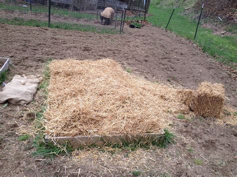 How to Grow Potatoes in Straw ~ Grow Appalachia