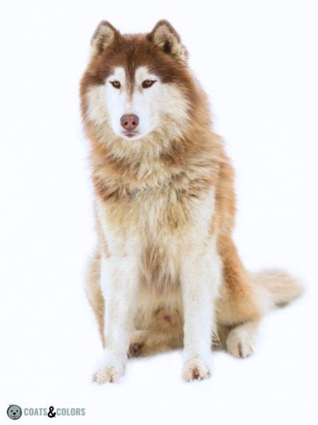 Alaskan Malamute Coat Colors | Coats and Colors