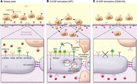 Model of the mechanisms that promote G-CSF-induced HSPC mobilization.... | Download Scientific ...