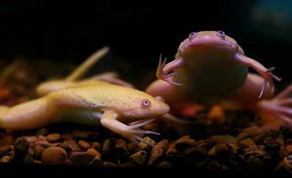 African clawed frogs | My Thursday perambulations ended at a… | Flickr