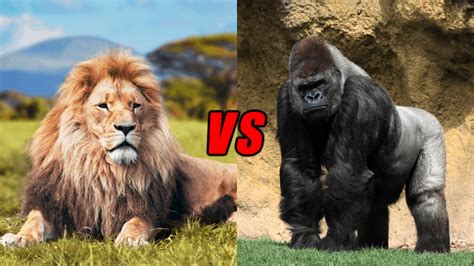 Lion Vs Gorilla : Lion Vs Gorilla Who Would Win This Fight Youtube - Turner Havight