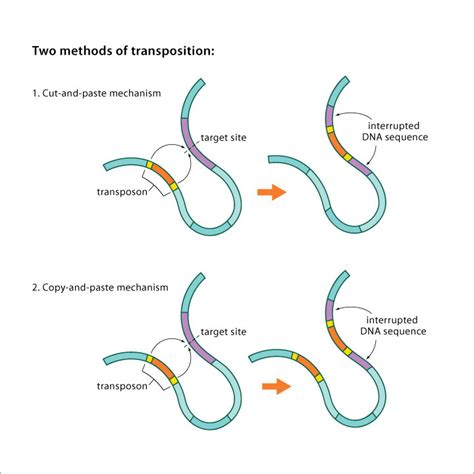 transposons – Evolution, Naturally Inspiring