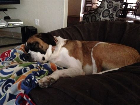 "I'm so happy my mom bought me this Lovesac! Dog beds are soooo last year" Bessie | Dog bed, Pet ...