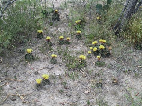 Terlingua Dreams: Desert Cacti