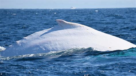 Whale-watching: where is Migaloo now? Migaloo turns 30 | Daily Telegraph