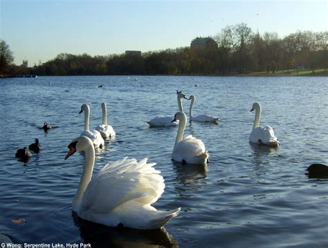 Serpentine Lake (Hyde Park), London | Lake, Park, London