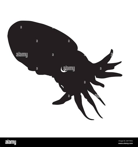 Vector Illustration of Cuttlefish Silhouette Stock Vector Image & Art - Alamy