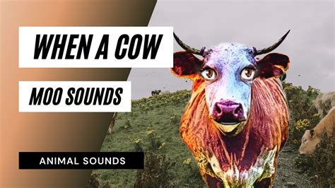 When A Cow Moo Sound - cow moo sounds - the animal sounds: how cow moo / sound effect ...