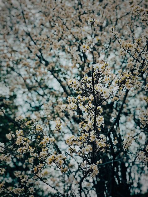 White Cherry Blossom Tree · Free Stock Photo