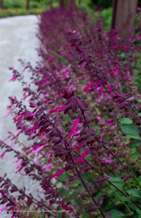 Sage Advice: Plant salvia for a deer-resistant garden