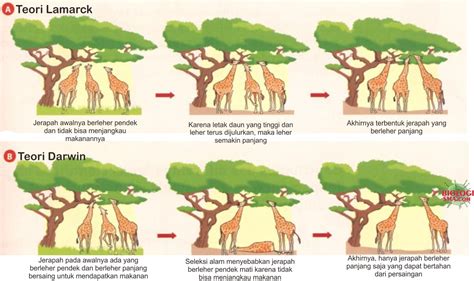 Teori Evolusi Darwin - Dunia Biologi