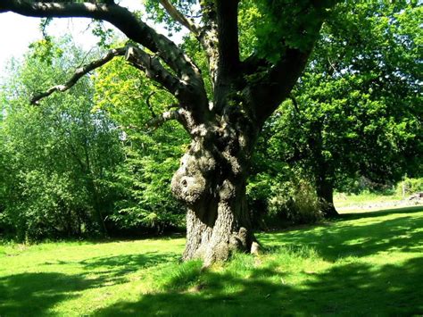 File:Oak tree quercus robur.jpg