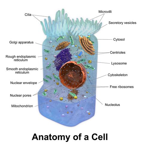 Smooth Endoplasmic Reticulum Animal Cell