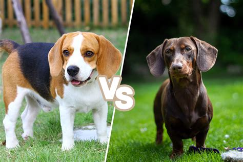 Beagle vs. Dachshund: Which Is the Better Fit For You?