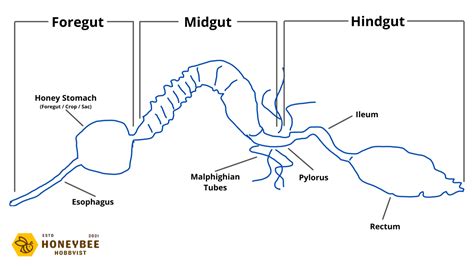 Honey Bee Anatomy: Characteristics, Graphics & Descriptions
