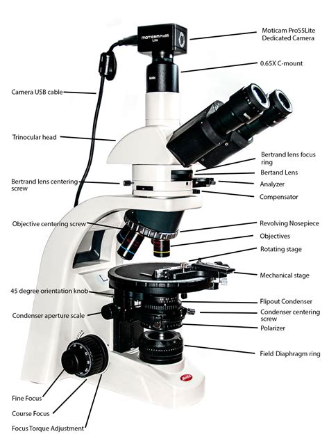 Polarization Microscopy The Motic BA310 Polarizing Microscope a Review - The Canadian Nature ...