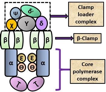 What is DNA polymerase? Definition, Prokaryotic DNA polymerases ...