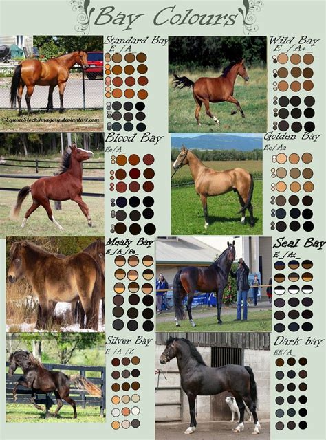 Horse color chart, Horse coloring, Bay horse