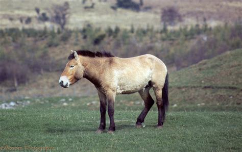 Mongolian Wild Horse photo WP04708