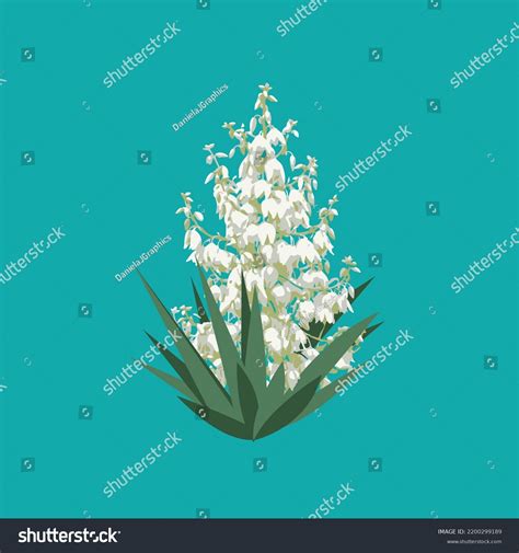 Flor De Izote Vector Stock Photos - 3 Images | Shutterstock