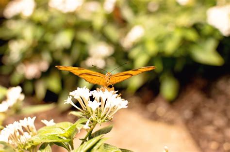 Butterflies! | Educational field trips, Butterfly pavilion, Field trip