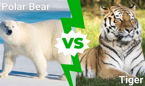 Polar Bear vs. Tiger: Which Would Win in a Fight? - A-Z Animals