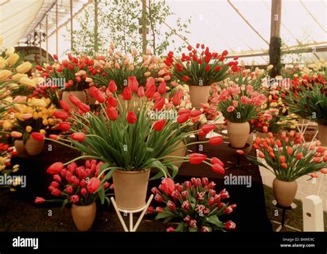 Chelsea Flower Show London Stock Photo - Alamy