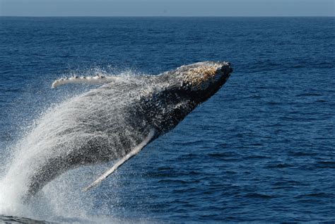 File:Humpback whale breaching 1815.jpg - The Work of God's Children