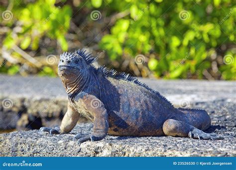 Galapagos marine Iguana stock photo. Image of lizard - 23526530