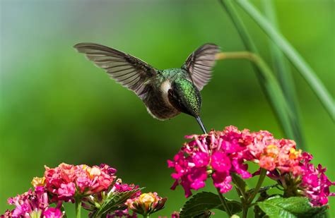 Hummingbird Feeding on Lantana_DSC2481 | Hummingbird flowers, Hummingbird pictures, Hummingbird ...