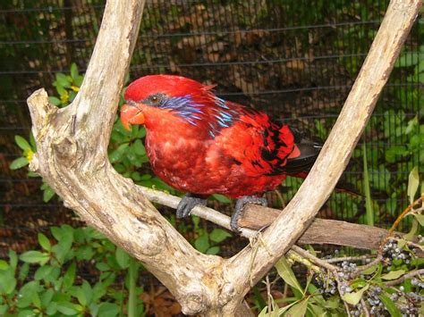 The Online Zoo - Blue-streaked Lory