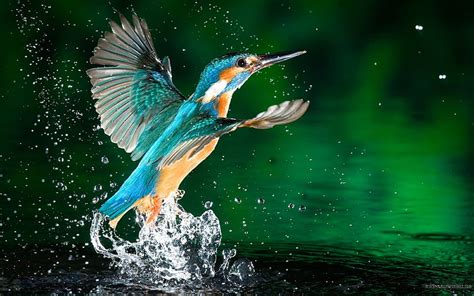 HD wallpaper: Kingfisher Bird Fisherman Hd Wallpaper Download For ...