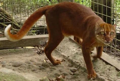 Bay Cat |Bornean Bay Cat - Endangered, Conservation - BigCatsWildCats