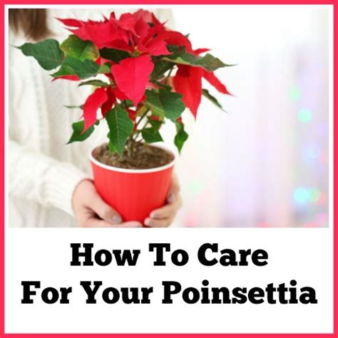 Poinsettia Care Tips