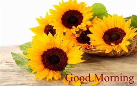 Good Morning With Sunflower - Good Morning Wishes & Images