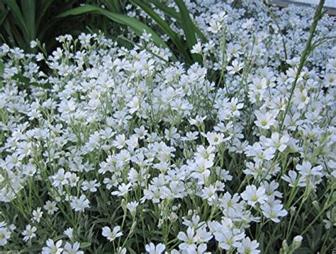 Cerastium tomentosum - How to grow & care