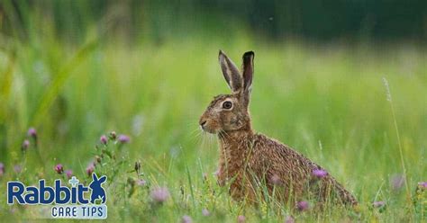 Rabbits in the Wild - Natural Habitats and Behavior