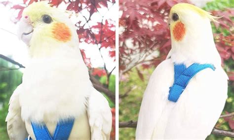 The Best Cockatiel Harness Reviewed