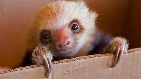 BBC Radio 4 - Radio 4 in Four - 10 incredible facts about the sloth