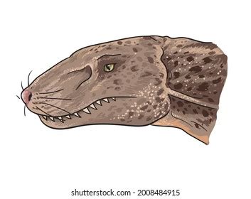 7 Cynodont Royalty-Free Photos and Stock Images | Shutterstock