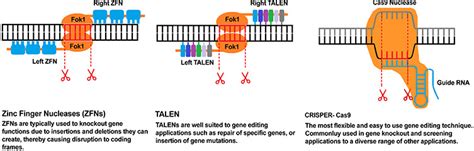 CRIPSR and Gene Editing Techniques – Designer Genetics- Oxford Instruments