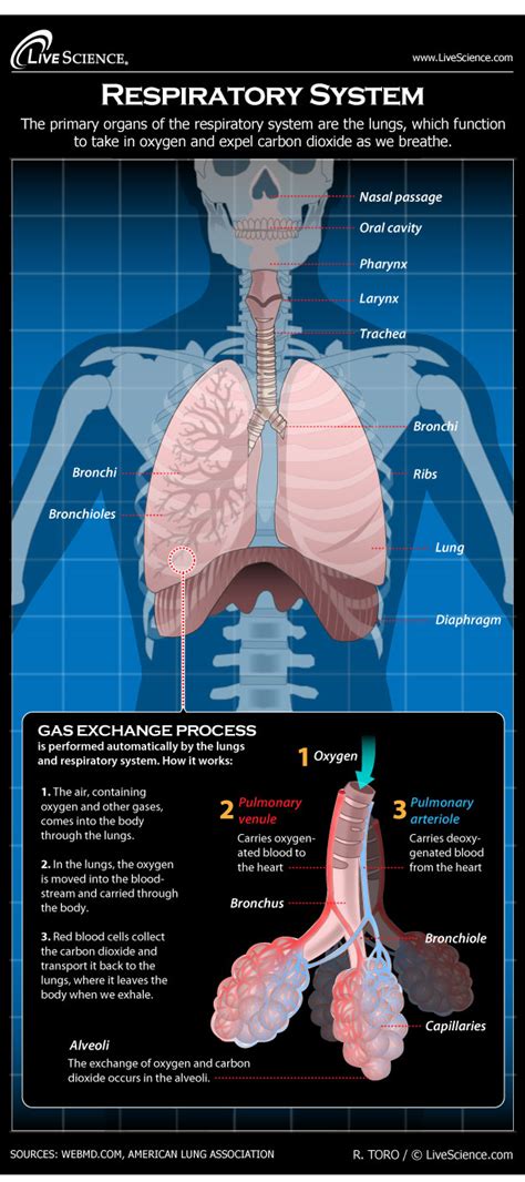 Human Respiratory System - Diagram - How It Works | Live Science