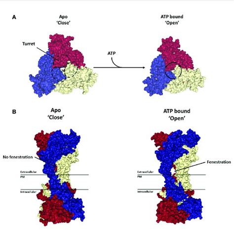 | Activation of P2X7 receptor. Structures show the top (A) and side ...