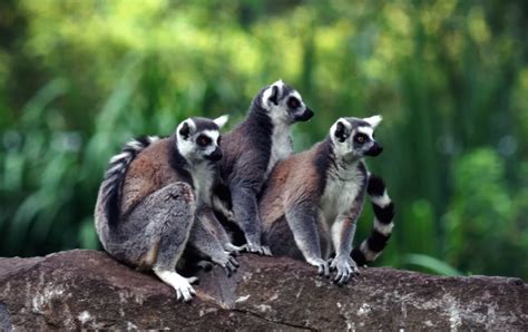 Top 10 Wildlife to See in Madagascar