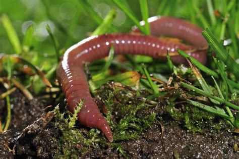 The Dirty Little Secrets Behind Earthworms - WSJ