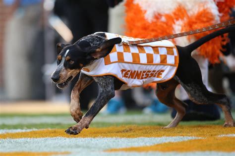 SMOKEY TN VOLS MASCOT EVERYTHING YOU WANT TO KNOW - Rocky Top Gifts