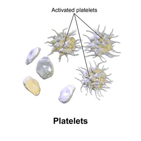 Platelets - Function, Thrombocytopenia, Aggregation, Count/Microscopy