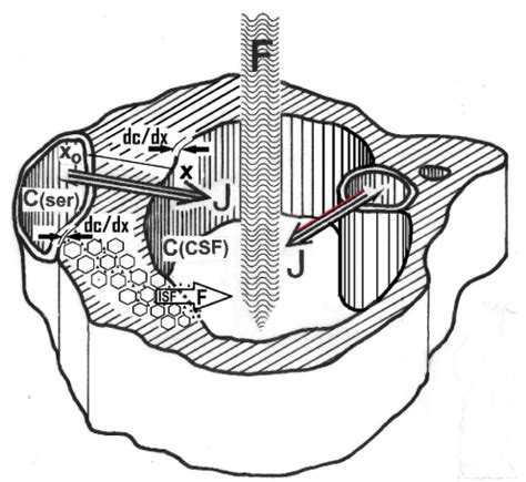 Blood-cerebrospinal fluid (CSF) barrier dysfunction means reduced CSF ...