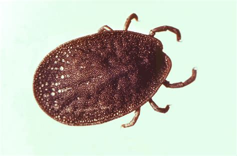 A Closer Look at the Different Types of Ticks | IGeneX Tick Talk